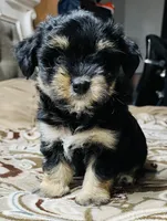 King, a male Yorkshire Terrier for sale in Apple Valley, CA – 2 of 2