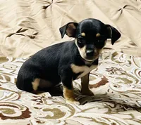 Roxy, a female Chihuahua and Yorkshire Terrier for sale in Apple Valley, CA – 2 of 2