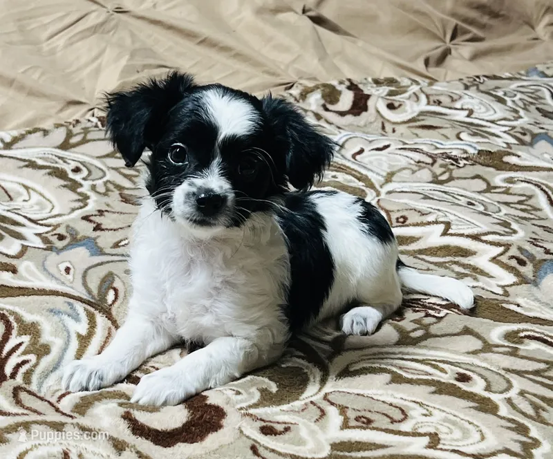 Athena – Yorkshire Terrier puppy for sale in Apple Valley, CA