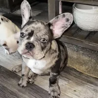 Drake , a male French Bulldog for sale in Pollock Pines, CA – Photo 4 of 4