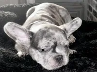 Drake , a male French Bulldog for sale in Pollock Pines, CA – Photo 2 of 4