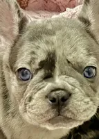 Drake , a male French Bulldog for sale in Pollock Pines, CA – Photo 3 of 4