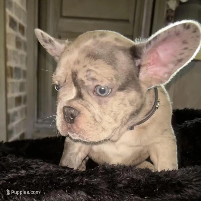 Drake  – French Bulldog puppy for sale in Pollock Pines, CA