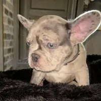 Drake , a male French Bulldog for sale in Pollock Pines, CA – Photo 1 of 4