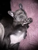 Duke, a male French Bulldog for sale in Pollock Pines, CA – Photo 8 of 8