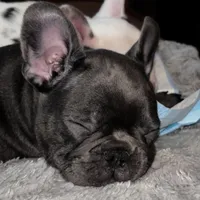 Duke, a male French Bulldog for sale in Pollock Pines, CA – Photo 4 of 8