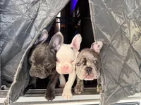 Duke, a male French Bulldog for sale in Pollock Pines, CA – Photo 3 of 8