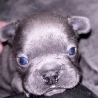 Duke, a male French Bulldog for sale in Pollock Pines, CA – Photo 5 of 8