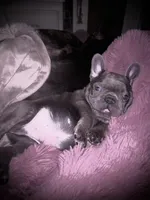 Duke, a male French Bulldog for sale in Pollock Pines, CA – Photo 7 of 8