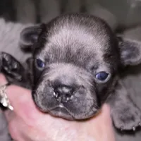 Duke, a male French Bulldog for sale in Pollock Pines, CA – Photo 6 of 8