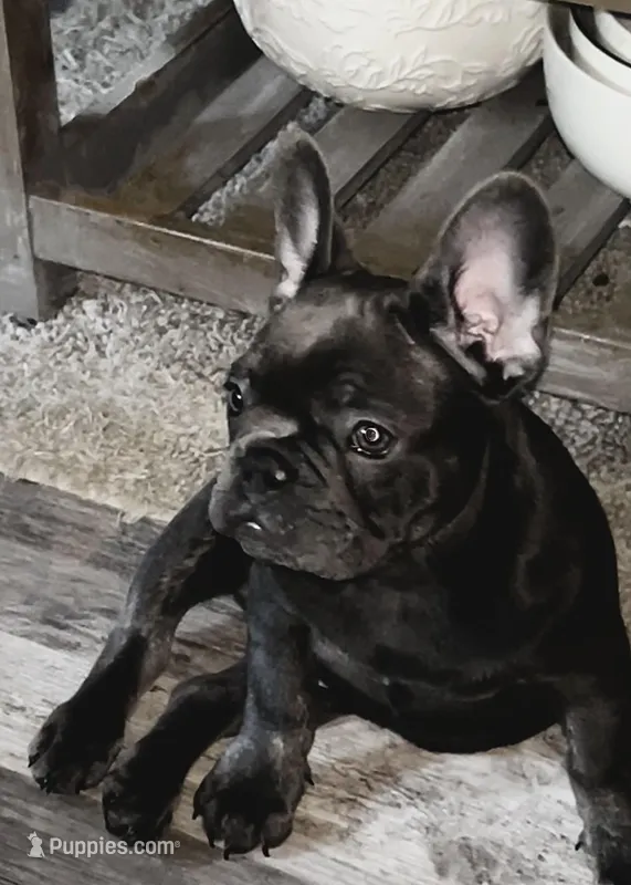 Duke – French Bulldog puppy for sale in Pollock Pines, CA
