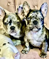 Priscilla, a female French Bulldog for sale in Pollock Pines, CA – Photo 5 of 7