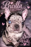 Priscilla, a female French Bulldog for sale in Pollock Pines, CA – Photo 3 of 7