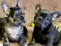 Priscilla, a female French Bulldog for sale in Pollock Pines, CA – Photo 1 of 7