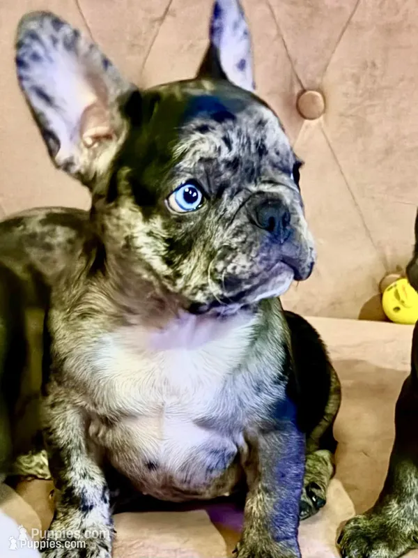 Priscilla – French Bulldog puppy for sale in Pollock Pines, CA