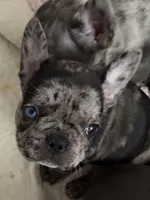 Priscilla, a female French Bulldog for sale in Pollock Pines, CA – Photo 4 of 7