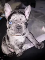 Priscilla, a female French Bulldog for sale in Pollock Pines, CA – Photo 6 of 7