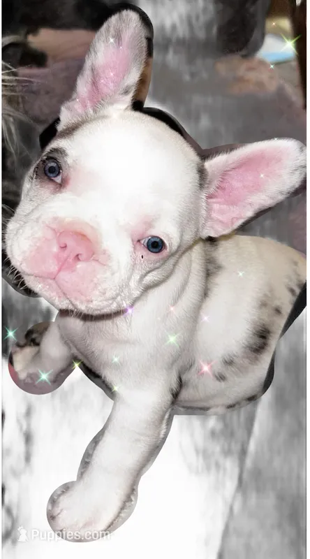 Bree – French Bulldog puppy for sale in Pollock Pines, CA