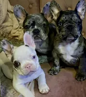 Bree, a female French Bulldog for sale in Pollock Pines, CA – Photo 5 of 6