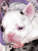 Bree, a female French Bulldog for sale in Pollock Pines, CA – Photo 3 of 6