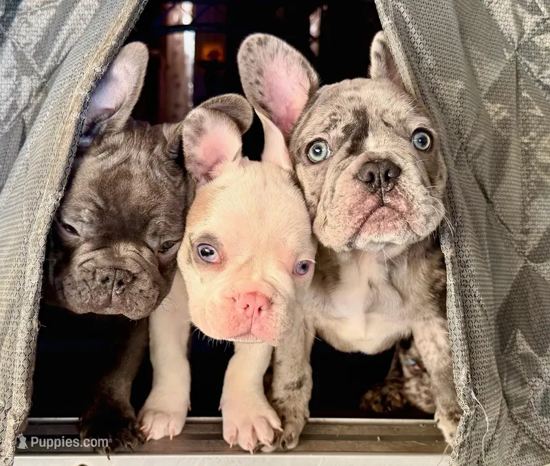 Bree – French Bulldog puppy for sale in Pollock Pines, CA