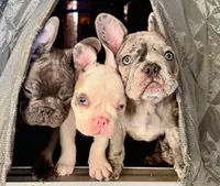 Bree, a female French Bulldog for sale in Pollock Pines, CA – Photo 6 of 6