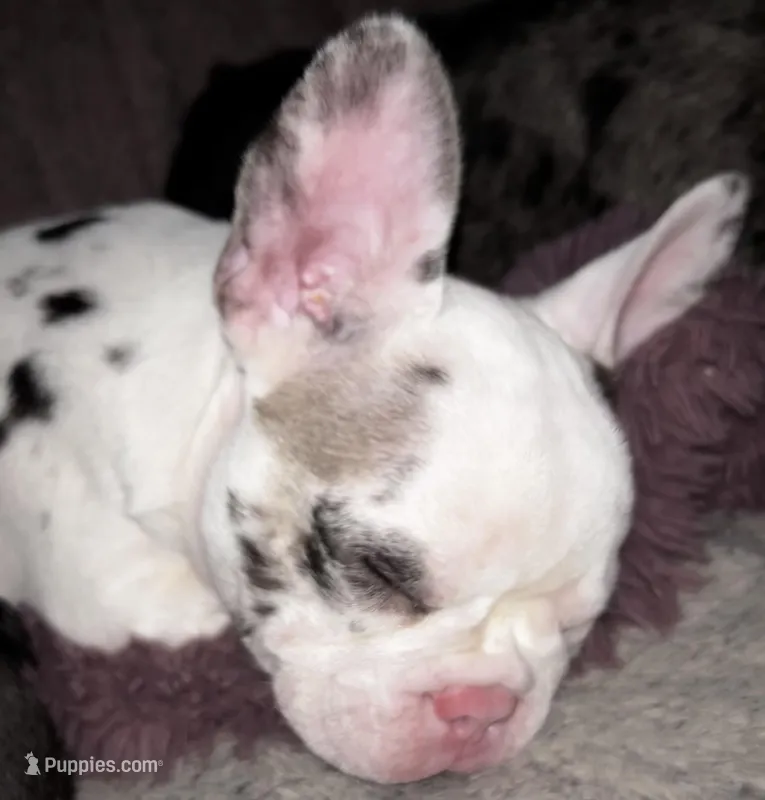 Bree – French Bulldog puppy for sale in Pollock Pines, CA