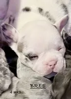 Bree, a female French Bulldog for sale in Pollock Pines, CA – Photo 2 of 6