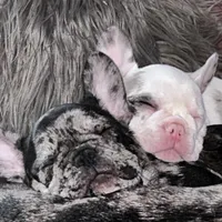 Bree, a female French Bulldog for sale in Pollock Pines, CA – Photo 4 of 6