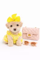 NORTH, a female Maltipoo for sale in Pleasanton, CA – Photo 2 of 2