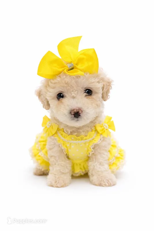 NORTH – Maltipoo puppy for sale in Pleasanton, CA