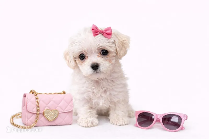 Daisy Mae 🌼 Maltipoo (Teacup) – Maltipoo puppy for sale in Pleasanton, CA