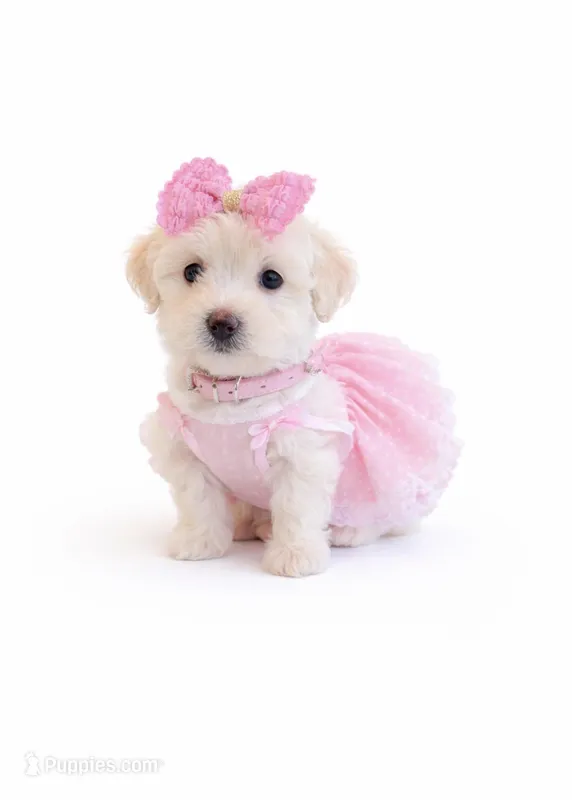 Chicago  – Maltipoo puppy for sale in Pleasanton, CA