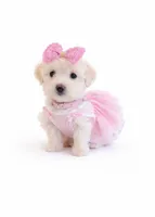 Chicago , a female Maltipoo for sale in Pleasanton, CA – Photo 1 of 2