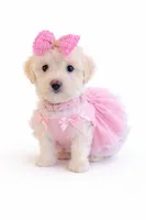 Chicago , a female Maltipoo for sale in Pleasanton, CA – Photo 2 of 2