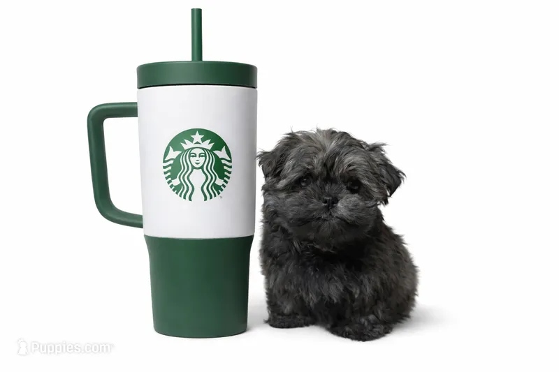 Guapo (Teacup Korean lineage)