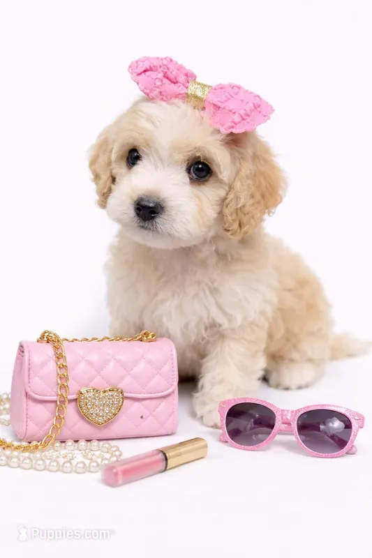 IVORY – Goldendoodle puppy for sale in Pleasanton, CA