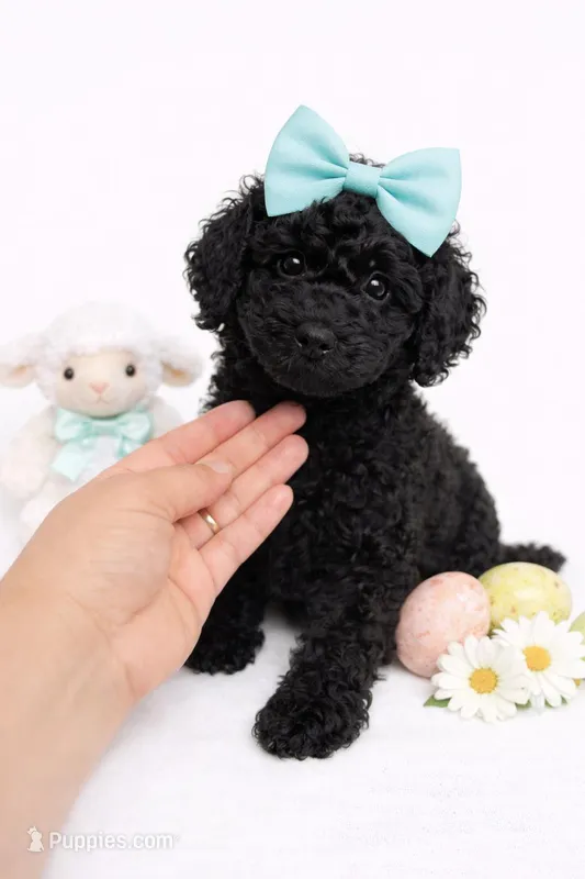 COCO NOIR – Goldendoodle puppy for sale in Pleasanton, CA