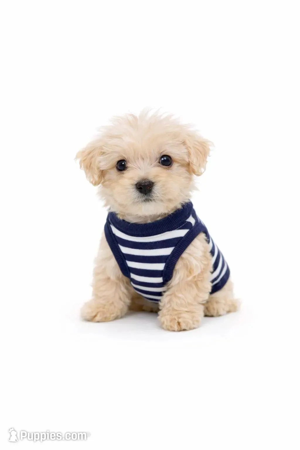 TATUM – Maltipoo puppy for sale in Pleasanton, CA