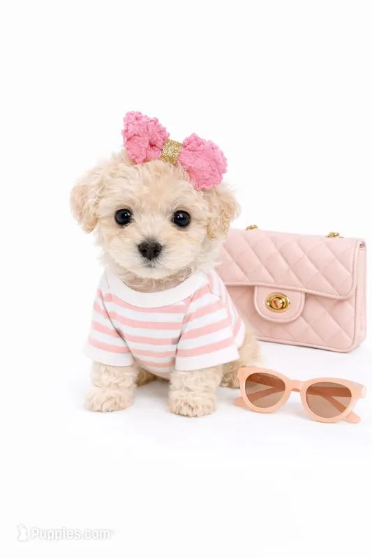 STORMI  – Maltipoo puppy for sale in Pleasanton, CA