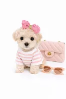 STORMI , a female Maltipoo for sale in Pleasanton, CA – Photo 1 of 2