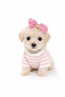 STORMI , a female Maltipoo for sale in Pleasanton, CA – Photo 2 of 2