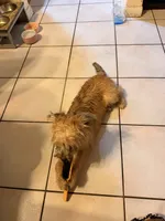 Cookie, a female Border Terrier for sale in Sunrise, FL – 5 of 5