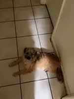 Cookie, a female Border Terrier for sale in Sunrise, FL – 2 of 5