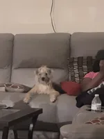 Cookie, a female Border Terrier for sale in Sunrise, FL – 4 of 5