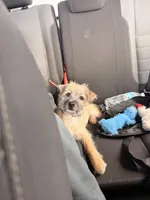 Cookie, a female Border Terrier for sale in Sunrise, FL – 1 of 5
