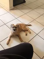 Cookie, a female Border Terrier for sale in Sunrise, FL – 3 of 5