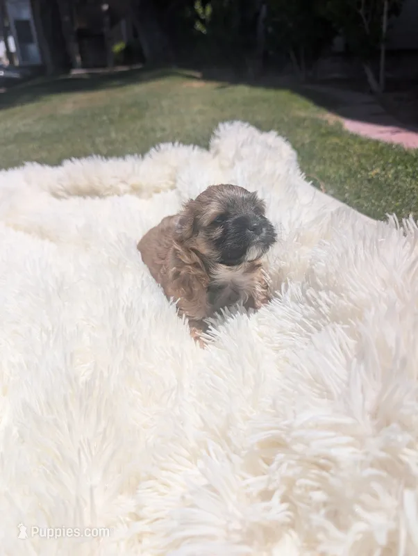 yorkiepoo – Shihpoo, Yorkipoo puppy for sale in Barstow, CA