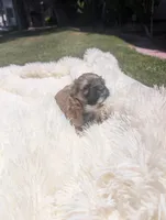 yorkiepoo, a male Shihpoo and Yorkipoo for sale in Barstow, CA – 1 of 7