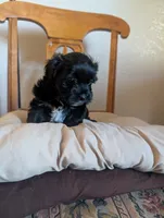yorkiepoo, a male Shihpoo and Yorkipoo for sale in Barstow, CA – 3 of 7